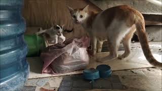 CAT Brought Food for her Kittens by Cats Family 244 views 1 year ago 4 minutes, 34 seconds