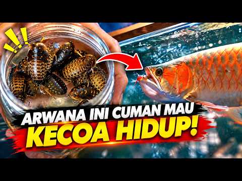 PERTAMA KALI ARWANA SUPER RED MAKAN DENGAN KECOA HIDUP!