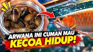 PERTAMA KALI ARWANA SUPER RED MAKAN DENGAN KECOA HIDUP!