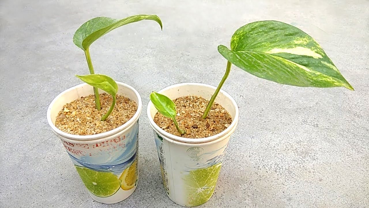Grow money plant easily in sand