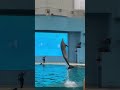 １０月のショーのオープニングはこれだ♡八景島シーパラダイス・水族館・横浜・日本・dolphin・aquarium・trip・travel