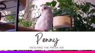 koko the cockatiel : Penny enjoying the fresh air