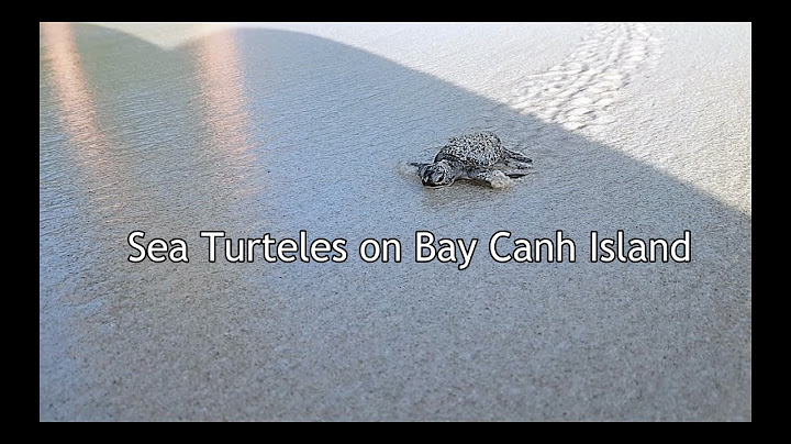 Sea Turtles on Bay Canh Island - Vietnam Rejser