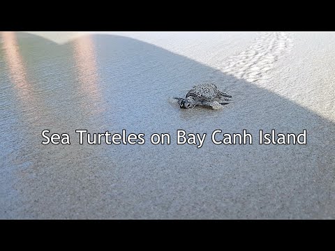 Sea Turtles on Bay Canh Island - Vietnam Rejser