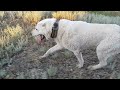 Georgian mountain DOG / ქართული მთის ძაღლი / Грузинская горная собака