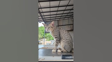 🐾 This Sad Cat Just Wants Love 😢 #sadcat #straycat#catshortcat #catlovers