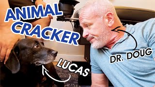 RESCUE DOG gets an OLD PAIN SPOT ADJUSTED from THE ANIMAL CRACKER!