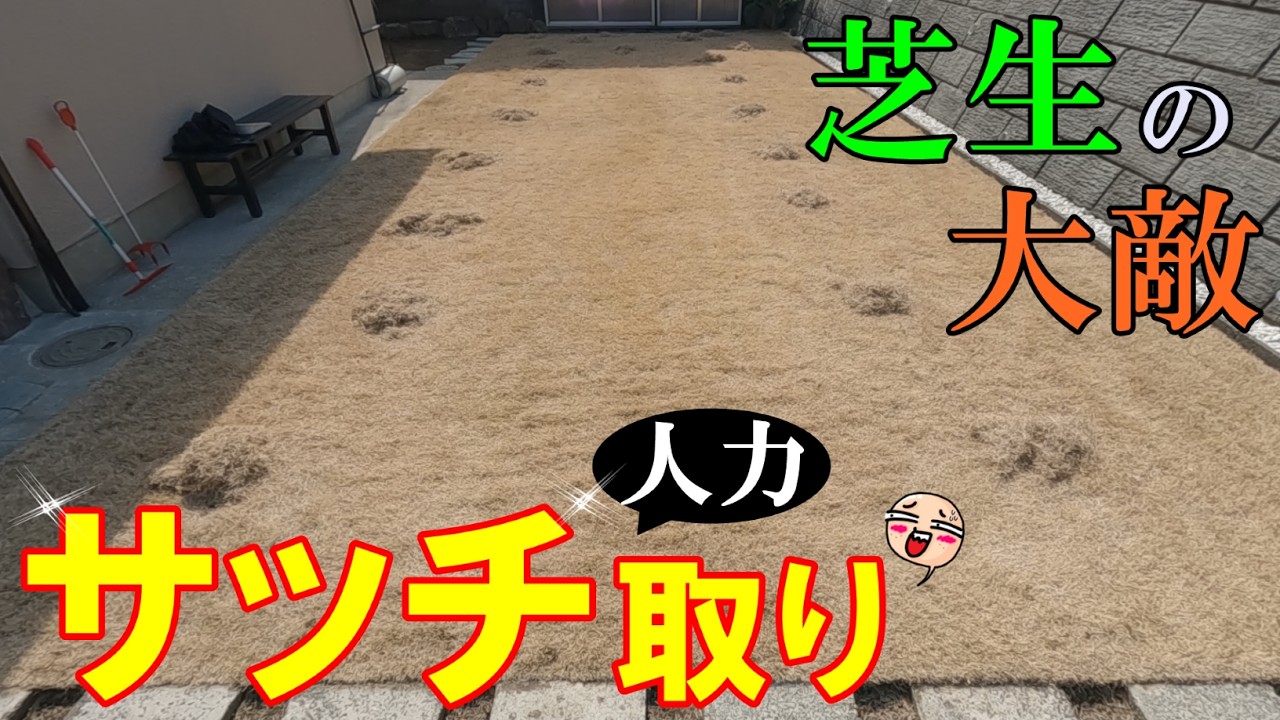 【芝生の必須作業】春のサッチ取りが 夏の芝生を美しくする！ キンボシレーキを試してみた！[ 2026 #01 ]