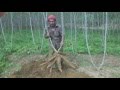 Organic tapioca cultivation / how to plant tapioca