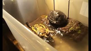 Celebrity Awesome turtle falls upside down Profile