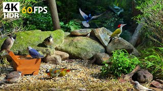 10-Hour Relaxing Cat TV 🐦 Birds Eating Seeds 🥜 Soft Nature Ambience | 4K HDR Cat Content screenshot 4