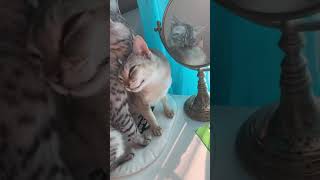 Trippy cat bathing between an Egyptian Mau and a Singapura by MyEgyptianMau 158 views 3 years ago 1 minute, 1 second