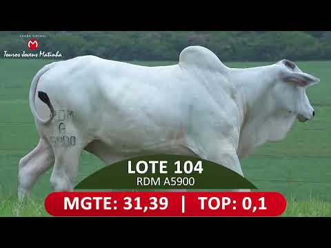 LOTE 104