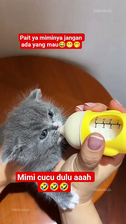 🤣😁🤭pait ya miminya‼️#cat #cutecat #kitten #catlovers #funnycats #kucinglucu