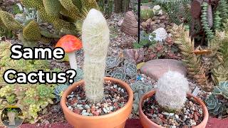 Austrocephalocereus Dybowskii Vs Oreocereus Trollii  How To Tell Them Apart