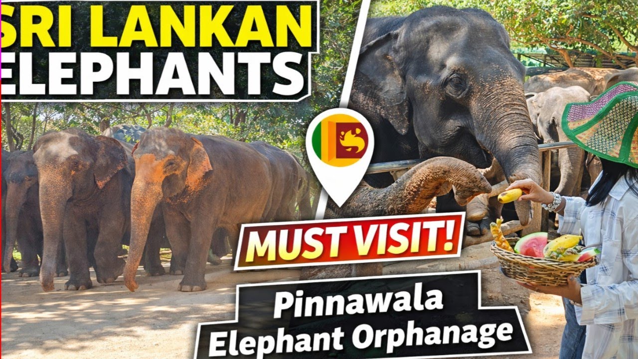 This Big Elephant’s Feeding Time Will Melt Your Heart | #elephant #animals #babyelephant #wildlife 