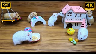 Cat Tv | Hamster pet  10 Hours 4K Mice Fun Video For Cats