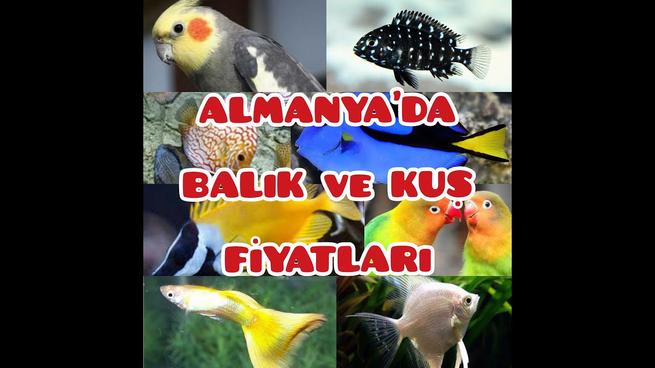ALMANYA'DA BALIK VE KUŞ FİYATLARI NE KADAR? ALMANYA'DA ...