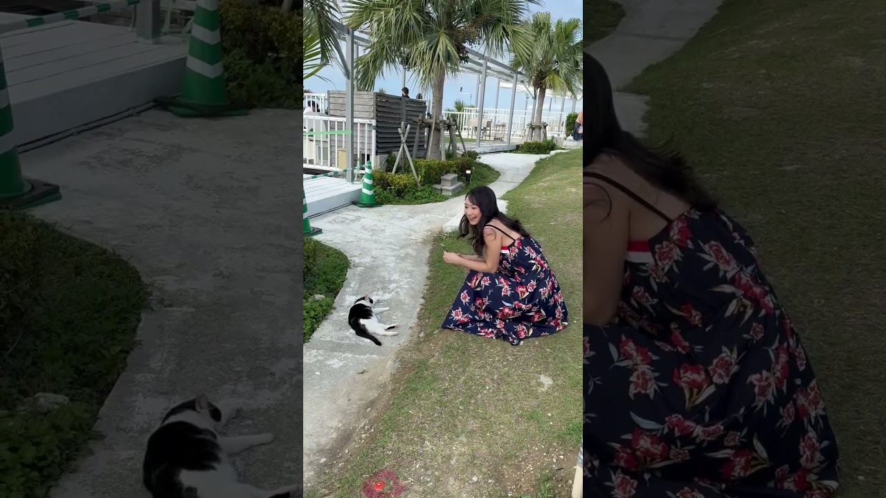 猫🐱
