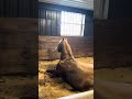 It’s nap time! #equestrian #horses