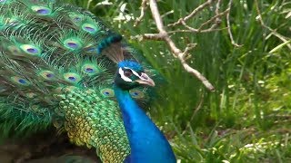 Peacocks! The most beautiful birds!