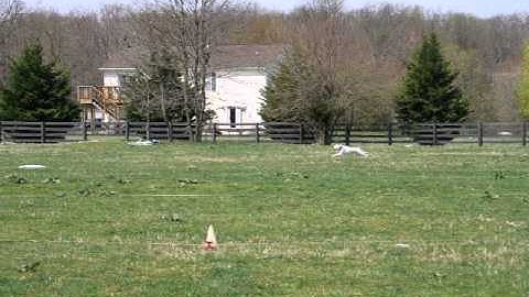 Bailey AKC Coursing Ability Test