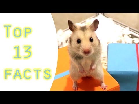 Syrian hamster | Top 13 facts about syrian hamster maybe you don&rsquo;t know