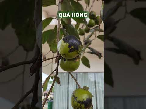 Video QUẢ HỒNG - youtube