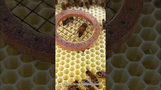 Easy Way To Mark A Queen Bee