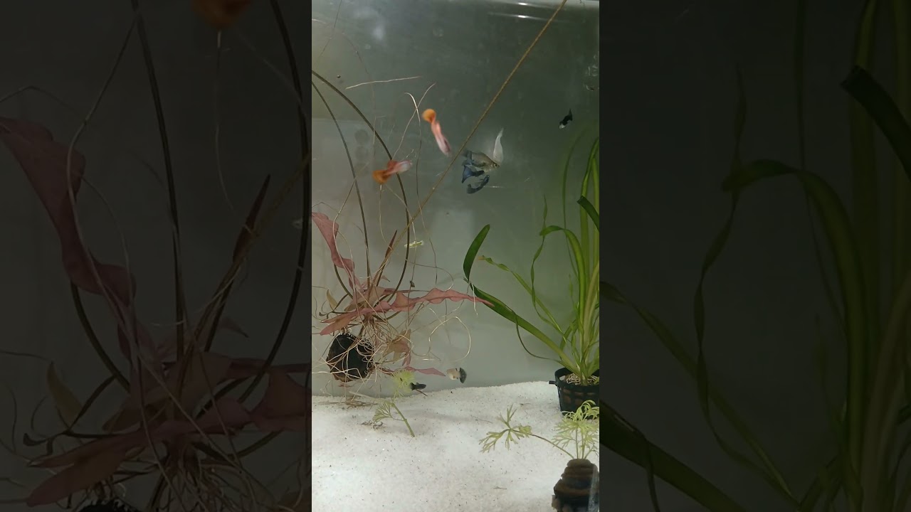 Balloon molly female fish and guppy fish male cross breeding for ready highbreed 