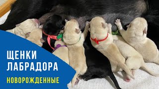 Новорождённые щенки лабрадора