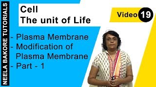 Cell - The Unit of Life - Plasma Membrane - Modification of Plasma Membrane - Part - 1