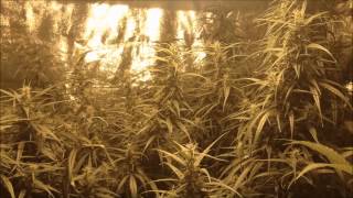 Flower Tent - 12/1/13 - Hempy Bucket Grow - Plus Mini Rant