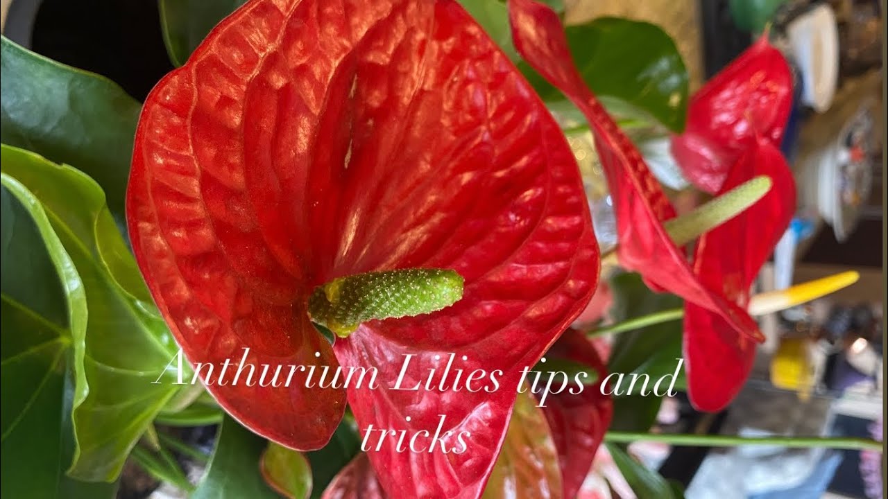 Anthurium Lily yellowing & browning leaf | Anthurium Lily not 