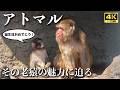 【特集】アトマル、その老猿の魅力に迫る! パンチ君の良き指導者 The Charm of Old Monkey Atomaru 市川市動植物園 Ichikawa Zoo Punch【4K】