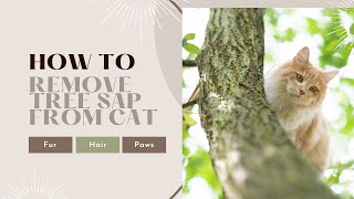 How To Remove Tree Sap From Cat Fur, Hair, And Paws by Traveling With Your Cat 622 views 10 months ago 4 minutes