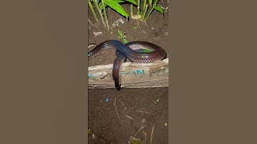 Gặp trong đêm hú hồn luôn #shors #snake #venomouscreatures #animals