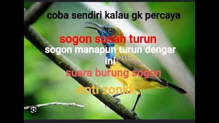 Suara pikat burung sogon susah turun mp3 || pasti dapat 100%