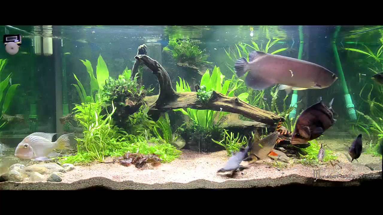 200 gallon planted monster tank by Malcus MFKsweden.se