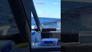 Shark lands on front of fishing boat in New Zealand | #shorts #yahooaustralia