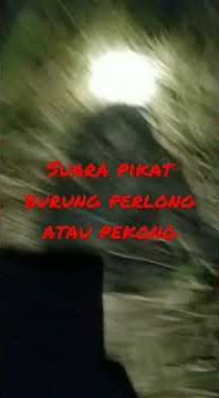 suara pikat burung perlong atau pekong#chanel cah gemblong