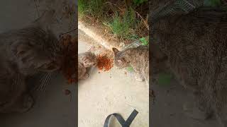 Дагестан Задумайся о Бездомных Животных#помощьбездомным