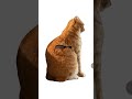 Оценка почему-то не вошла в кадр #кот #котик #catorange #catbrush #shorts