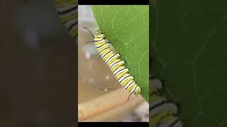 7 tips for starting a pollinator garden #short