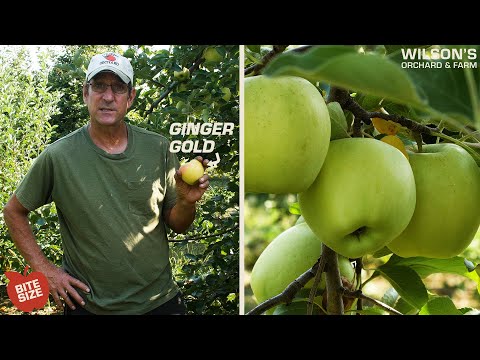 วีดีโอ: Ginger Gold Cultivation - ข้อมูลเกี่ยวกับ Ginger Gold Apple Care In Gardens