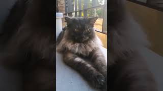 Ang Cute tambay muna sa labas #cat #shortsvideo #catlover #shortsfeed #shorts #shortvideo