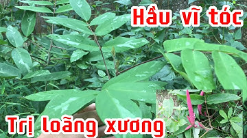 Cây Hầu vĩ tóc | Uraria crinita (L.) Desv, ex DC đặc trị bệnh loãng xương