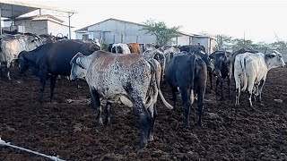 VENDA DE BEZERRAS GIROLANDAS GIROLANDAS FILHAS DE VACAS DE MAIS DE 50 LITROS | FAZ. LAGOA NOVA