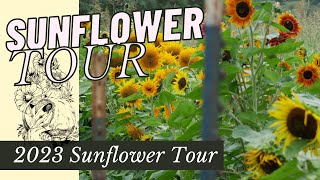 FULL TOUR: 2023 SUNFLOWERS // BACKYARD FLOWER FARM