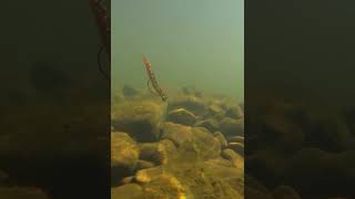 New Shaky Head Soft Plastic